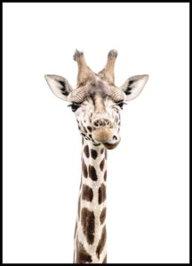 Poster giraffa